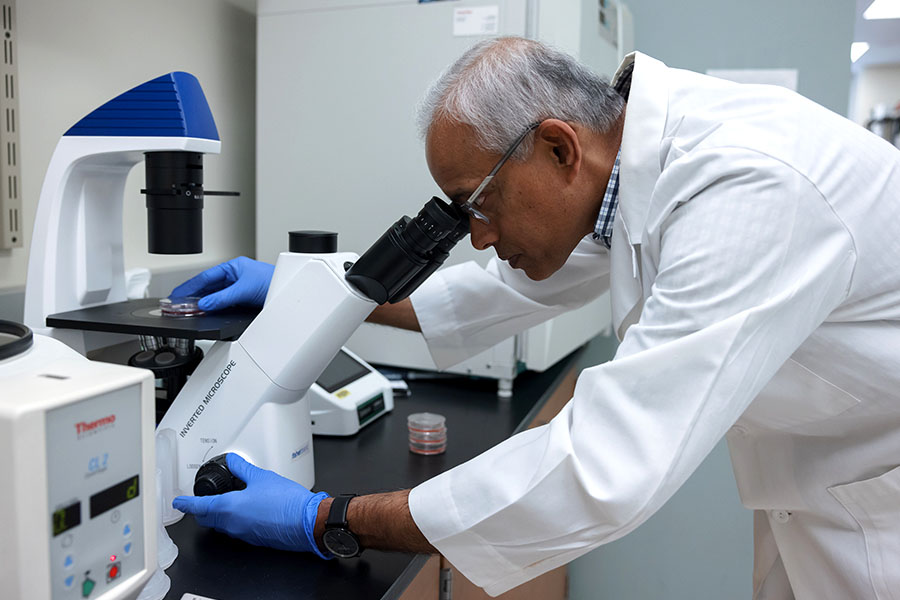 A researcher looks into a microscope.